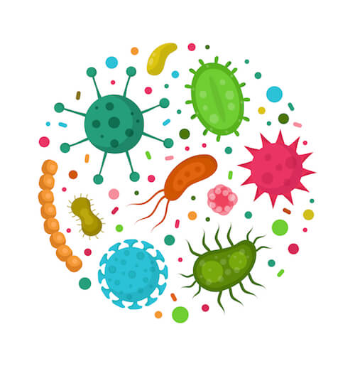 Προβιοτικά: Bifidobacterium